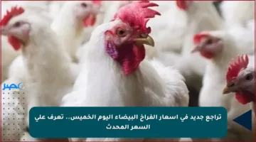تراجع جديد في أسعار الفراخ البيضاء اليوم الخميس.. تعرف على السعر المحدث